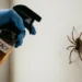 does bleach kill spiders