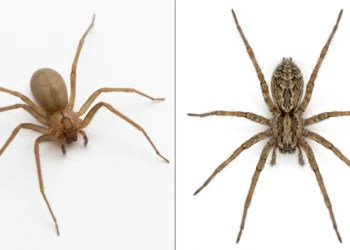 Brown recluse vs house spider