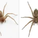 Brown recluse vs house spider