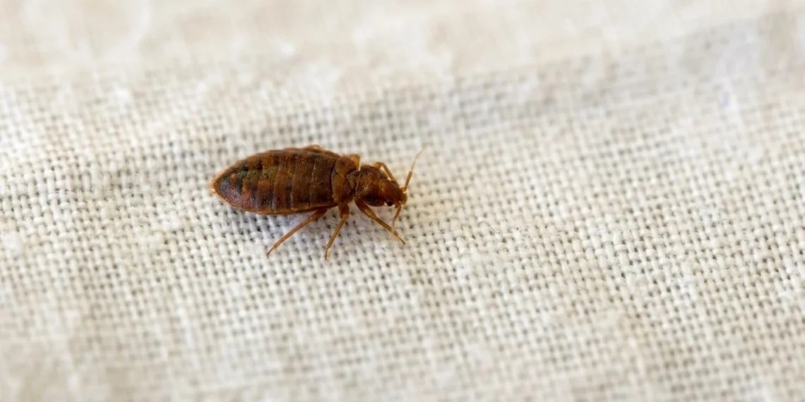 bed bug eggs on sheets