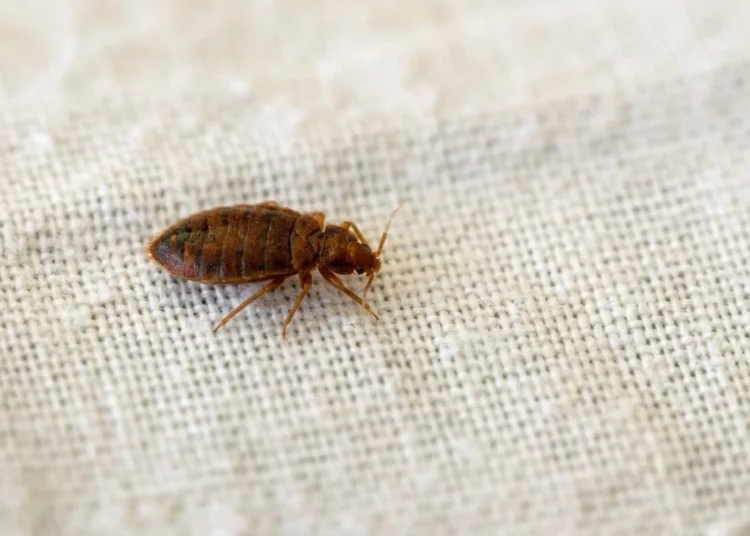 bed bug eggs on sheets