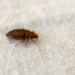 bed bug eggs on sheets